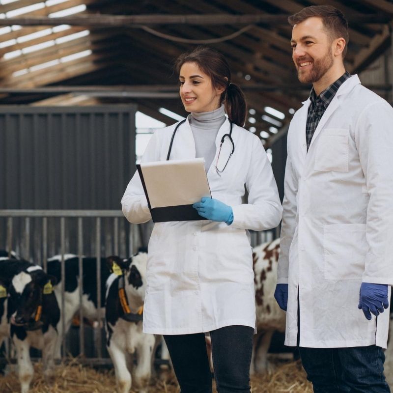 ruminant-beslemede-analizlerin-rolu-verimlilik-neden-laboratuvardan-baslar